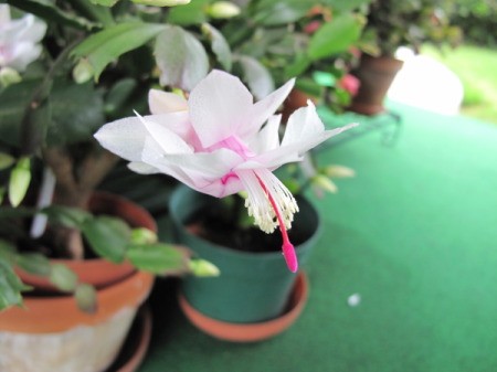 White and Pink Christmas Cactus