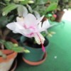 White and Pink Christmas Cactus