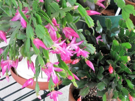 Large Pink Christmas Cactus