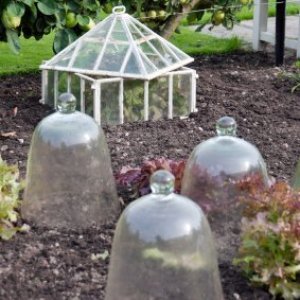 Cold frame and glass cloches for plant protection.
