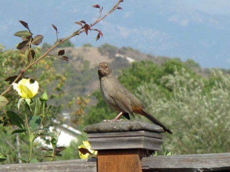 Large Towhee Sitting on Fence Post