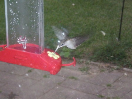 Hummingbird at Red Feeder