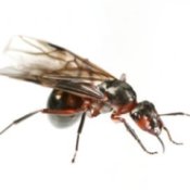 Flying ant on a white background.