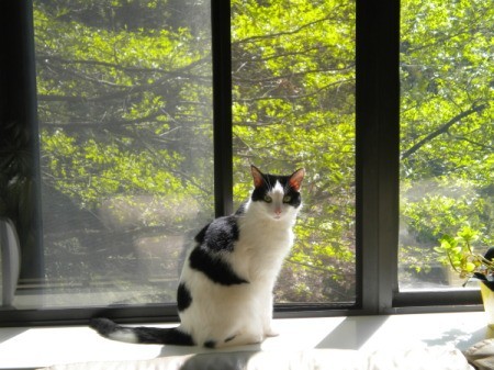 Cat sitting by a window.