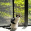 Cat sitting by a window.