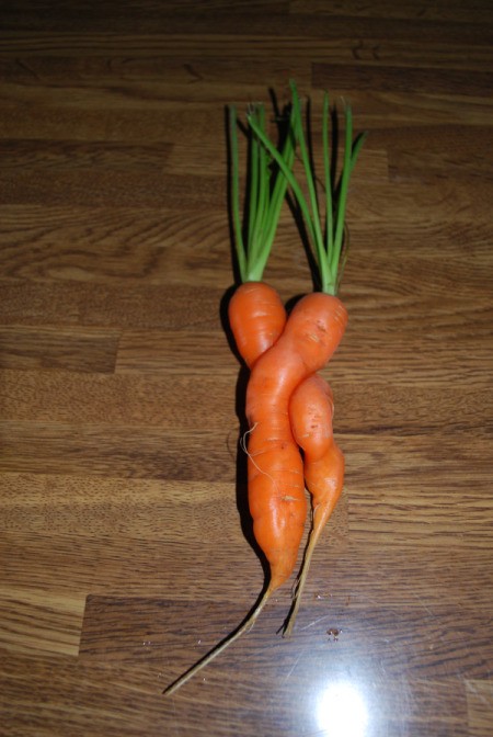 Two Intertwined Carrots