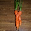 Two Intertwined Carrots