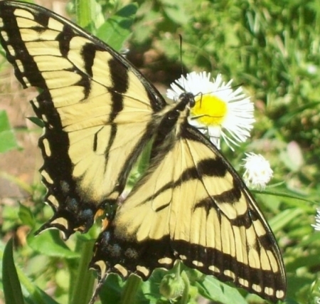 Large Yellow and Black Butterfly on a Flower