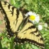 Large Yellow and Black Butterfly on a Flower