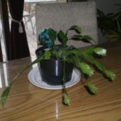 Christmas cactus in small plastic pot.