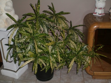 Medium tall multibranched houseplant, with gold speckled narrow green leaves.