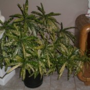 Medium tall multibranched houseplant, with gold speckled narrow green leaves.
