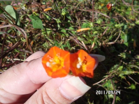 Tiny orange flower with yellowish orange veins.