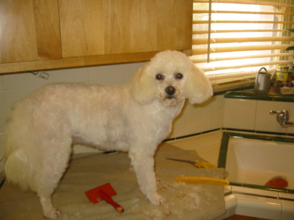 White poodle on counter after grooming