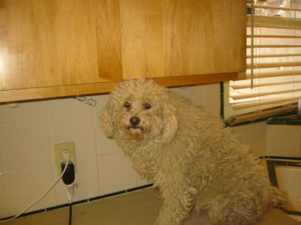 White poodle on counter before grooming