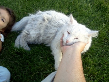 Colt the Cat getting Petted While Sitting on Lawn