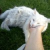 Colt the Cat getting Petted While Sitting on Lawn
