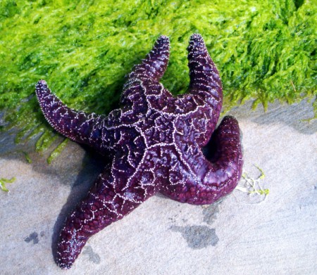 Large Vibrant Purple Starfish