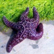 Large Vibrant Purple Starfish