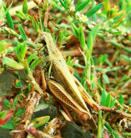 Closeup of Large Grasshopper