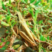 Closeup of Large Grasshopper