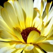 Closeup Pastel Yellow Flower Petals