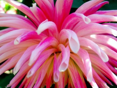 Closeup of Pink Tube Blossom