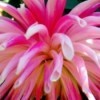 Closeup of Pink Tube Blossom