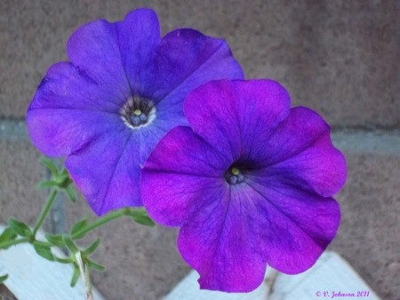 Purple Petunia Against Brick Background