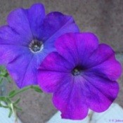 Purple Petunia Against Brick Background