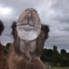 Camel Turning Noce Up at Camera