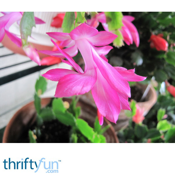 Getting a Christmas Cactus to Bloom