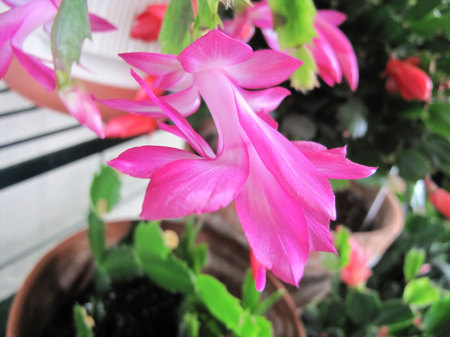 Pink Christmas Cactus