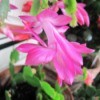 Pink Christmas Cactus