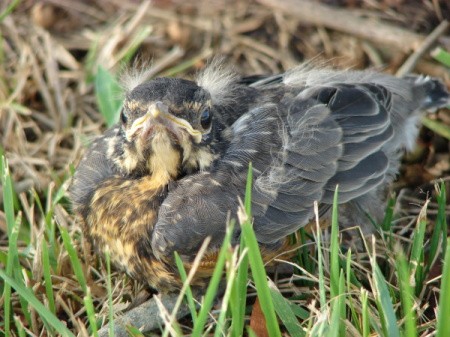 Baby Robin in the Grass