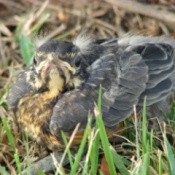 Baby Robin in the Grass
