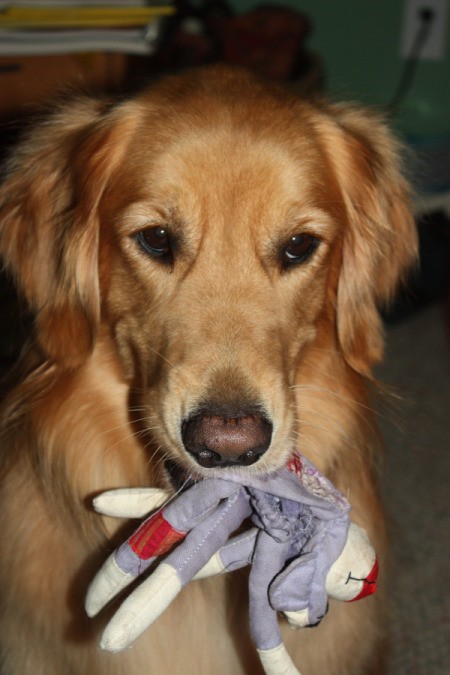 Mckayla the Dog With a Toy in Her Mouth