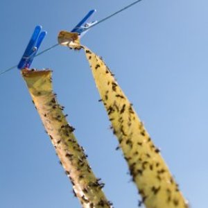 Fly paper strips hanging by clothes pins.