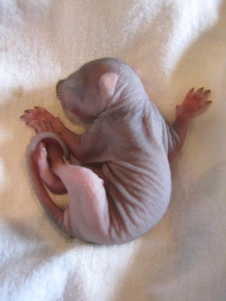 Little Baby Squirrel Laying on Towel