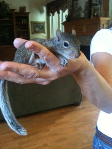 Little Squirrel in Hand