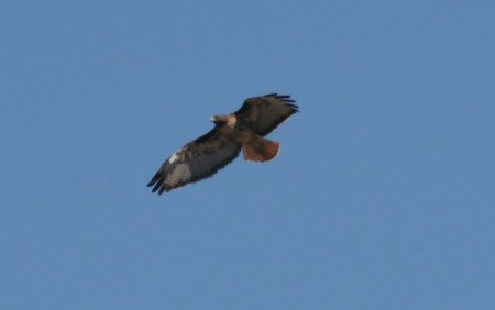 Soaring Red Tail Hawk