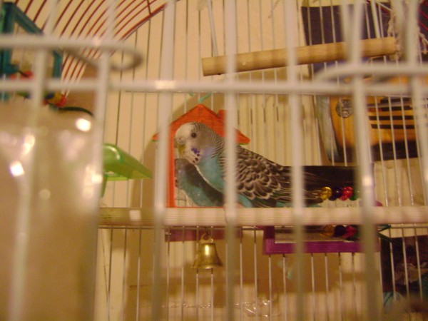 Blue parakeet in a cage.