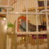 Blue parakeet in a cage.