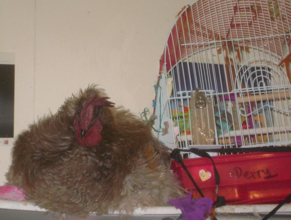 Rooster lying on shelf next to the birdcage.