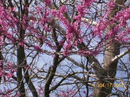 Fruit tree in bloom.