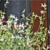 hummingbird hovering Above Flowers