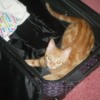 Orange tabby kitten in suitcase.