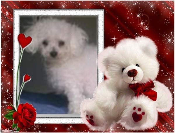 Chi-Chi with Teddy Bear and Hearts