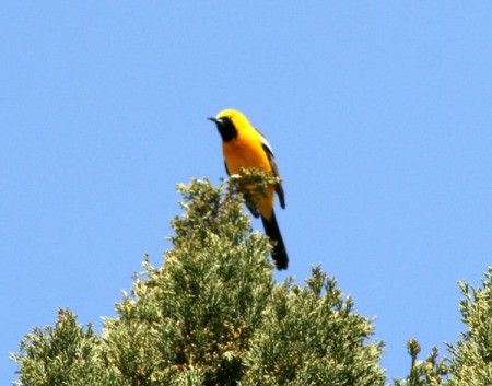 Hooded Oriole in Cypress Tree