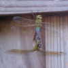 Dragonflies Mating Hanging From Fence